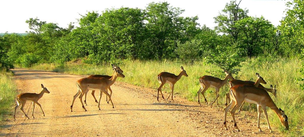 self game drive